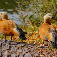 Двое... :: Владимир Жданов Двое... :: Владимир Жданов