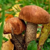 Сладкая парочка :: светлана льдокова