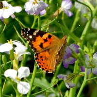 опять про бабочек 12 :: Александр Прокудин