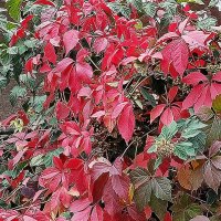 Осень - художница! :: Валентина  Нефёдова 