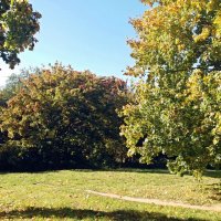 Осень красит листья клёнов :: Galina Solovova