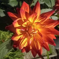 Георгин :: Сапсан 