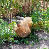 Крепкий и здоровый сон :: Валерий Судачок Крепкий и здоровый сон :: Валерий Судачок