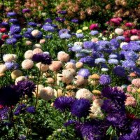 Танюшу Лютаеву с Днём рождения! :: Татьяна Помогалова