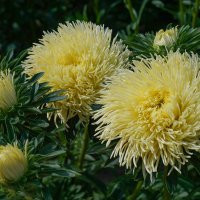 Цветы осени :: Ольга 