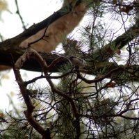 Длиннохвостая синица :: Сергей Владимирович Егоров Длиннохвостая синица :: Сергей Владимирович Егоров