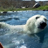 Купание белого медведя :: Veera V