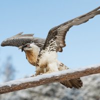 Бородач :: SanSan 