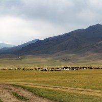 Гуртом,домой :: LudMila 