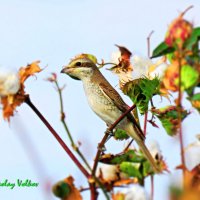 Сорокопут на веточке хлопка :: Николай Волков