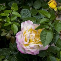 Глория  Дей :: Валентин Семчишин