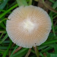 поганка :: Елена Шаламова