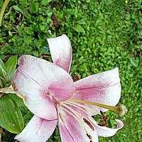 Цветы. :: Владимир Драгунский