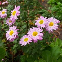 Астра альпийская :: Александр Лычагин