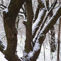 Стволы деревьев присыпанные снегом :: Александр Лычагин