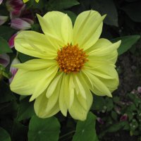 Солнечная георгина :: Людмила Смородинская