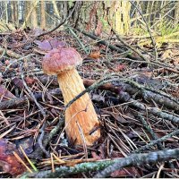 Золотистый боровик. :: Валерия Комова