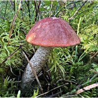 Подосиновик. :: Валерия Комова Подосиновик. :: Валерия Комова