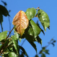 Осень напоминает о себе :: Татьяна Смоляниченко Осень напоминает о себе :: Татьяна Смоляниченко