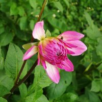 Георгина :: Рита Симонова