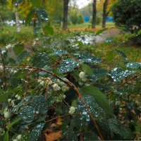 ***** :: юрий поляков