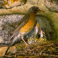 Американский дрозд :: Aleksey Afonin