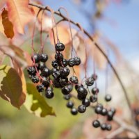 Черноплодная рябина :: Тамара Федорова