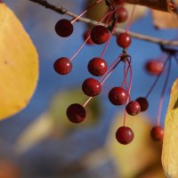 Дикие ранетки :: Наталия Григорьева