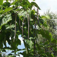 Катальпа :: Freddy 97