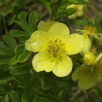 Лапчатка :: Freddy 97 Лапчатка :: Freddy 97