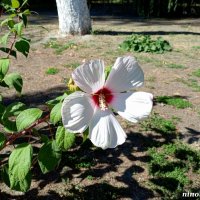 Осень в парке Октября :: Нина Бутко Осень в парке Октября :: Нина Бутко