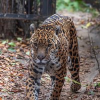 Ягуар :: Михаил Измайлов