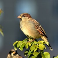 Воробей. :: Алексей .