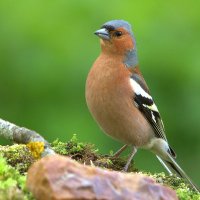 ... :: Вячеслав Минаев