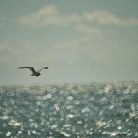 чайка над морем :: Александр Леонов чайка над морем :: Александр Леонов