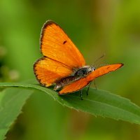 опять про бабочек 17 :: Александр Прокудин опять про бабочек 17 :: Александр Прокудин