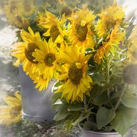 Подсолнухи августа. :: Bosanat 