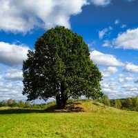 Одинокий, могучий дуб на поле. :: Милешкин Владимир Алексеевич 