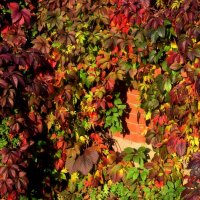 Сентябрь дарит октябрю палитру красок. :: Татьяна Помогалова