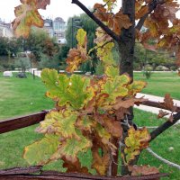 Листья дуба :: Galina Solovova