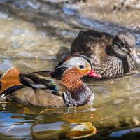 Мандаринка :: SanSan 