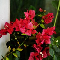 Бугенвилия :: Анатолий Чикчирный Бугенвилия :: Анатолий Чикчирный