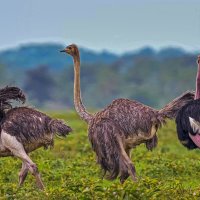 Африканские страусы :: Aleksey Afonin