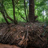 Лес :: **** vedin Лес :: **** vedin