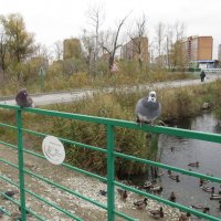 Гости Уткиного Дома :: Андрей Макурин