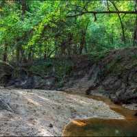 Лес :: **** vedin