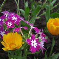 Красота :: Людмила Смородинская