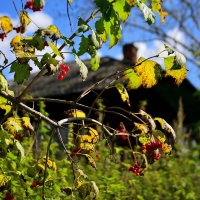 Осенний этюд. :: Владимир Мигонькин