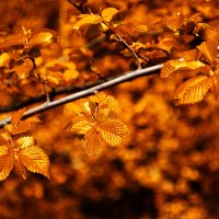 золотые молодые листья вяза :: Александр Лычагин золотые молодые листья вяза :: Александр Лычагин