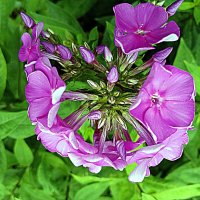 Цветы. :: Владимир Драгунский